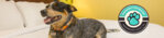 Dog Friendly Lodging at Massanutten Resort