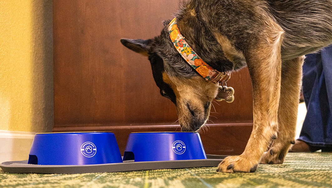 Dog Friendly Lodging at Massanutten Resort