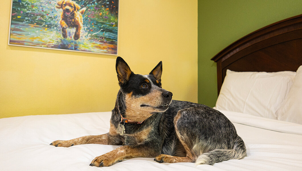 Dog Friendly Lodging at Massanutten Resort